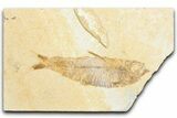 Detailed Fossil Fish (Knightia) - Wyoming #333933-1